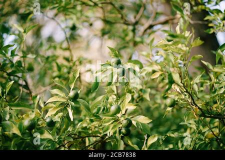 Green unripe tangerines on tree branches in the garden. Stock Photo