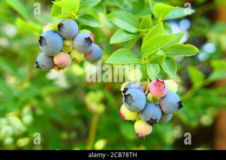 Highbush blueberry plant with fruits on branch growing in the garden. Stock Photo