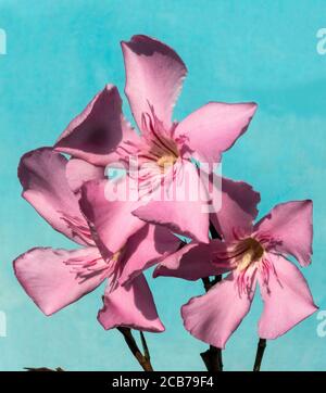 Oleander 'Nerium oleander cv. Charles Murcott. Every part of the oleander is  poisonous. South-west France. Stock Photo