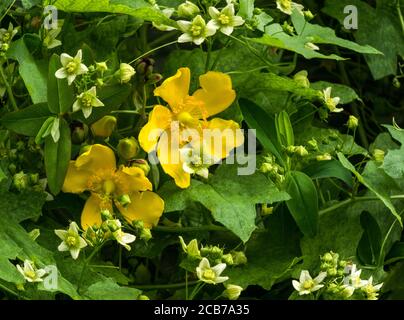 St John's Wort 'Hypericum patulum c.Hidcote'.in flower.South-west France. Stock Photo