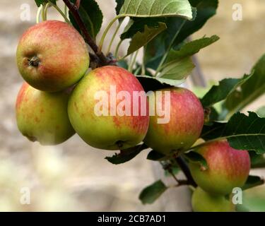 A group of ripe Katy apples on the tree. Stock Photo