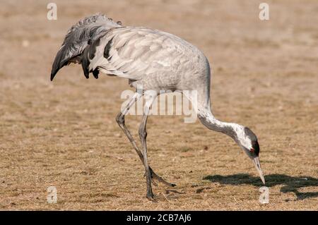 Common crane, Grus grus. Adult feeding in Gallocanta Wildlife Reserve. Spain. Stock Photo