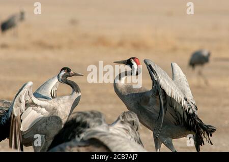 Common crane, Grus grus. Two adults fighting in Gallocanta Wildlife Reserve. Spain. Stock Photo