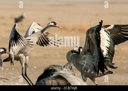 Common crane, Grus grus. Two adults fighting in Gallocanta Wildlife Reserve. Spain. Stock Photo