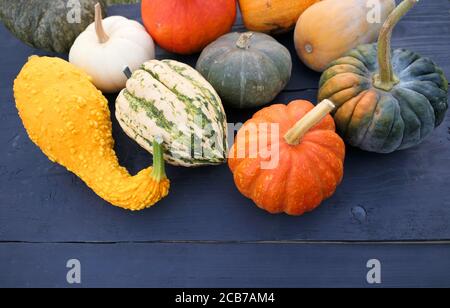 Different varieties of pumpkins and winter squashes gourds. Stock Photo