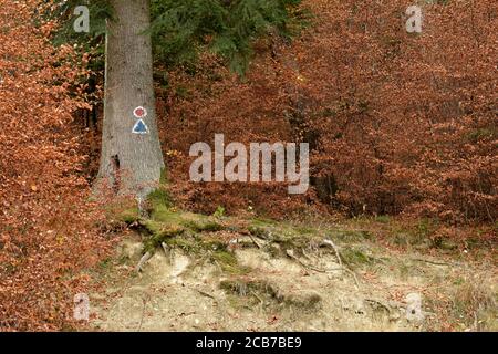 Tree trunk in the forest with trail signs painted on it. Stock Photo