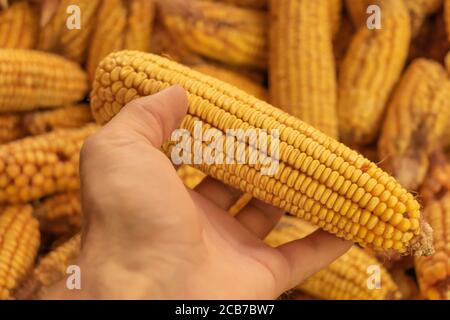 A corn in the farmer's hand. Harvest concept Stock Photo