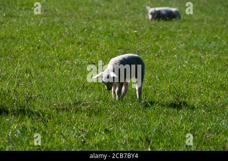 Lamb playing in field of green grass, being watched by another in the background. Stock Photo
