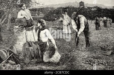 Traditional harvesting of potatoes in the field in 19th century, Spain. Old XIX century engraved illustration from La Ilustracion Española y Americana 1894