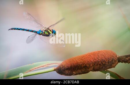 Dragonfly in flight over a biotope, the best photo Stock Photo