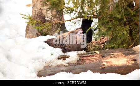 Wild Brown bear in the snow. Winter forest. Scientific name: Ursus arctos. Natural habitat. Winter season. The bear is lying in the snow and sharpenin Stock Photo