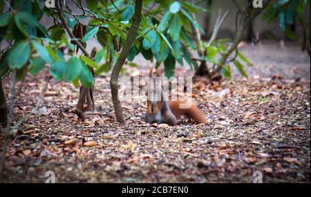 Squirrel sitting in the autumn park sunshine autumn colors. Stock Photo