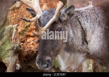 Finnish Forest Reindeers eating dried leaves with colors of autumn in background, Rangifer tarandus fennicus, the best photo Stock Photo