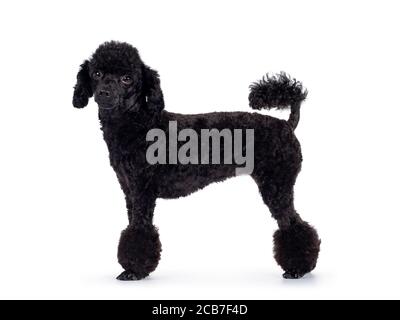 Cute black miniature poodle dog, standing side ways. Looking straight at lens with shiny dark eyes. Isolated on white background. Stock Photo