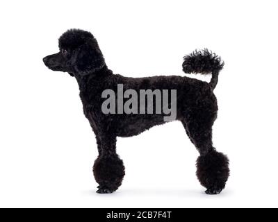 Cute black miniature poodle dog, standing side ways. Looking straight ahead to the side with shiny dark eyes. Isolated on white background. Stock Photo