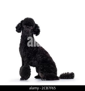 Cute black miniature poodle dog, sitting side ways. Looking straight to camera. Isolated on white background. Stock Photo