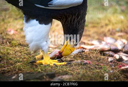 Steller's sea eagle Haliaeetus pelagicus bird of prey eats prey meat eating fish, the best of photo. Stock Photo