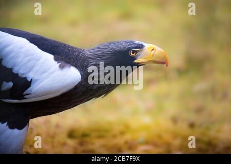 Steller's sea eagle Haliaeetus pelagicus bird of prey eats prey meat eating fish, the best of photo. Stock Photo