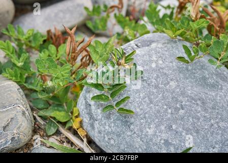 Astragalus glycyphyllos with brown seed pods Stock Photo