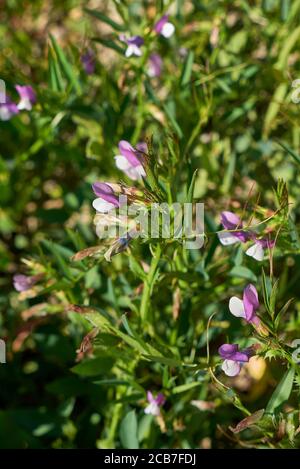 Vicia bithynica close up with fresh flowers and fruit Stock Photo