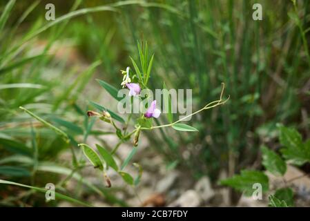 Vicia bithynica close up with fresh flowers and fruit Stock Photo