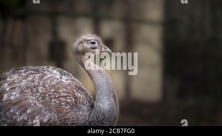 Darwin's rhea Rhea pennata, also known as the lesser rhea, the best photo Stock Photo