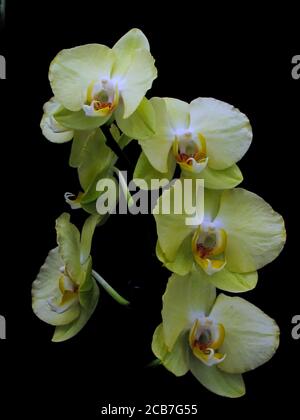 branch of orchids with yellow petal flowers on a black background. Stock Photo