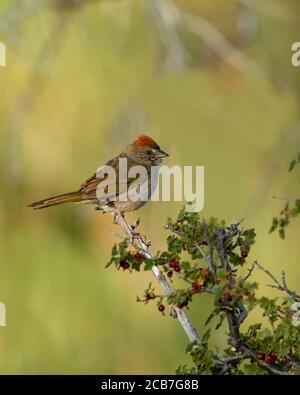 A dark-eyed junco sits atop a stump in Wyoming's winter. Stock Photo