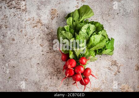 Fresh and ripe red radish with green leaves on gray concrete background Stock Photo