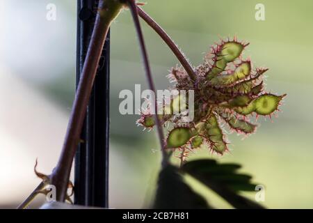 Mimosa perdica seeds growing in spiky pods. Close up shy plant seeds. Stock Photo