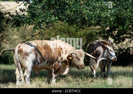 Windsor, Berkshire, UK.  11th August, 2020. An English Longhorn bull shelters under an oak tree in the intense heat of the sun as temperatures reached 35 degrees today in Windsor Great Park. Credit: Maureen McLean/Alamy Live News Stock Photo