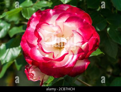 Rosa. Rose. Jubile du Prince de Monaco rose.is abush rose from Meilland. Stock Photo