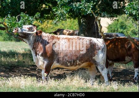 Windsor, Berkshire, UK.  11th August, 2020. An English Longhorn eats acorns from an oak tree in Windsor Great Park as the heatwave continues. Credit: Maureen McLean/Alamy Live News Stock Photo