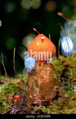 Stalked Puffball-in-aspic or Gelatinous Stalked-Puffball (Calostoma cinnabarinum) - Pisgah National Forest, Brevard, North Carolina, USA Stock Photo