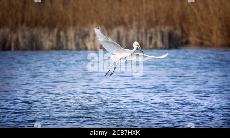 Wildlife background of white heron great egret Ardea alba hunting on a pond, flies over the water and catches fish, has fish in its beak. The best pho Stock Photo