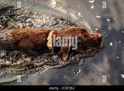 A dog swims in the River Wharfe near Ilkley in Yorkshire, as people continue to enjoy the hot weather. Stock Photo