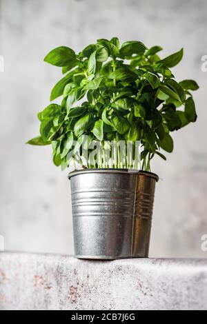 Basil growing in a pot placed on table with low angle of view Stock Photo
