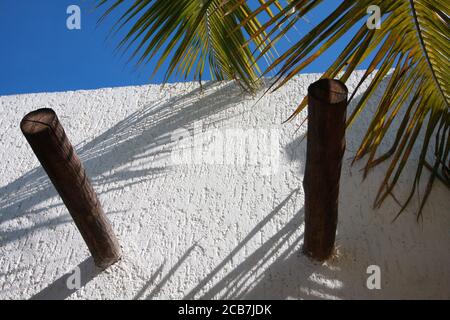 Images from Cozumel, Mexico with palm trees. Stock Photo