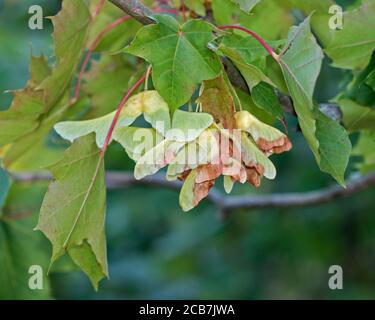 Sycamore Seeds (acer pseudoplatanus) Stock Photo