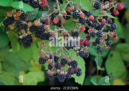 Wild Blackberries Stock Photo