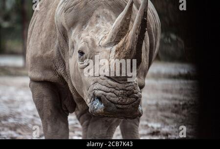 Ceratotherium simum cottoni, Diceros bicornis michaeli, white rhino, rhinoceros, are critically endangered speciesand rare animals, the best photo Stock Photo