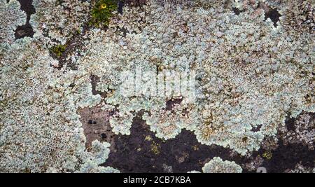 Map lichen Rhizocarpon geographicum species background. Lichen growing on quartzite rock., the best photo Stock Photo