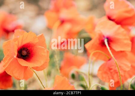 Poppy, Papaveraceae, Red colured flowers growing in a field.