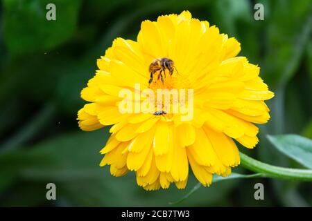 A honey bee (Apis mellifera) pot marigold cultivar (Calendula officinalis) Stock Photo