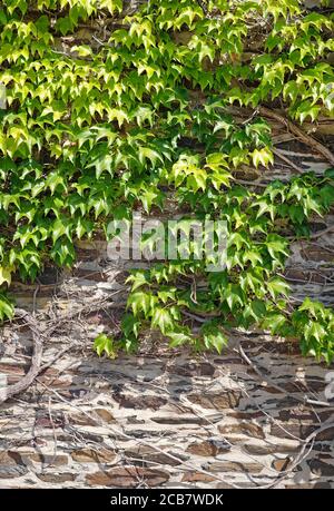 A wall overgrown with ivy on a sunny day Stock Photo