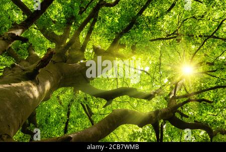 Green beautiful canopy of a big beech tree with the sun shining through the branches and lush foliage Stock Photo