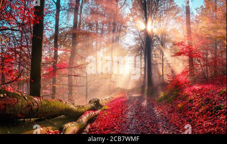 Enchanting autumn scenery in dreamy colors showing a forest path with the sun behind a tree casting beautiful rays through wafts of mist Stock Photo