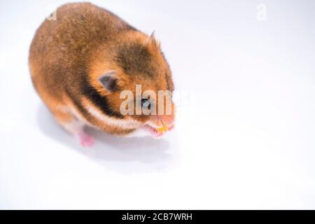 Goldhamster Mesocricetus auratus in studio against a white background, the best photo.