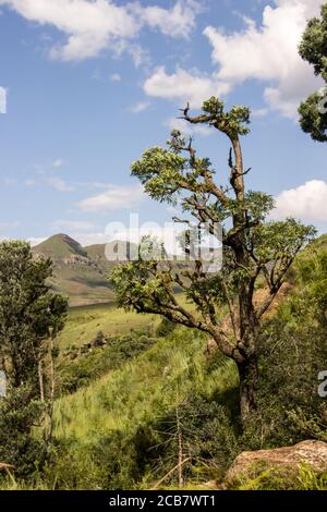 A large weather-beaten Mountain Cabbage Tree, Cussonia Paniculata, in the Tugela gorge, Drakensberg, South Africa Stock Photo