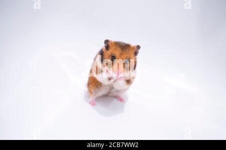 Goldhamster Mesocricetus auratus in studio against a white background, the best photo.